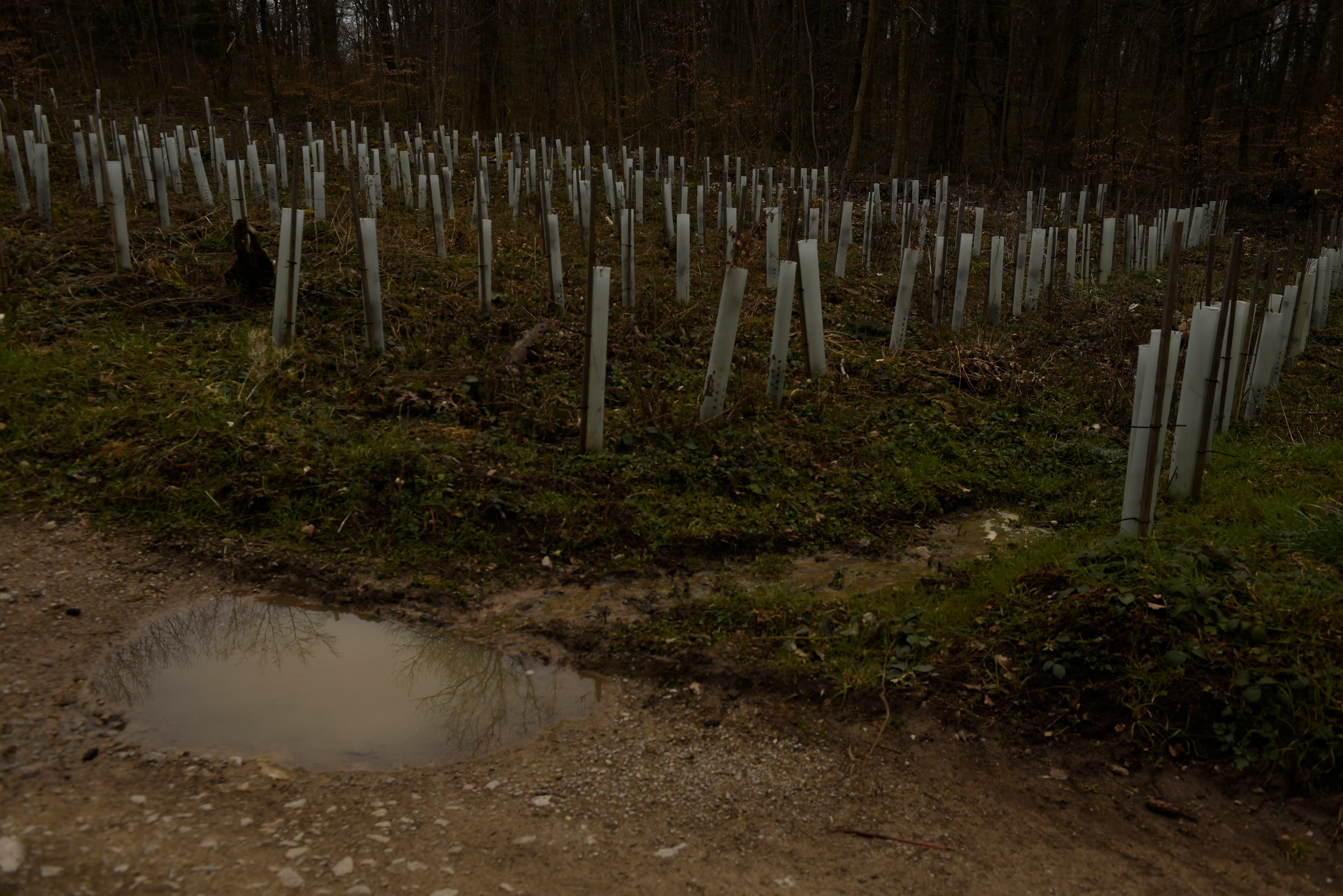 Baby german trees